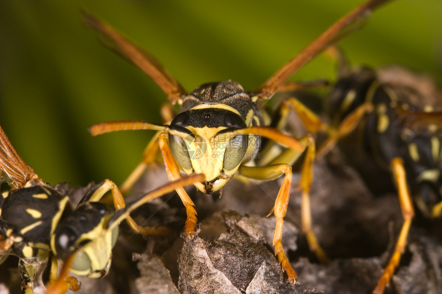 黄蜂花生饼干马蹄荒野宏观危险黄色黑色动物害虫天线翅膀图片