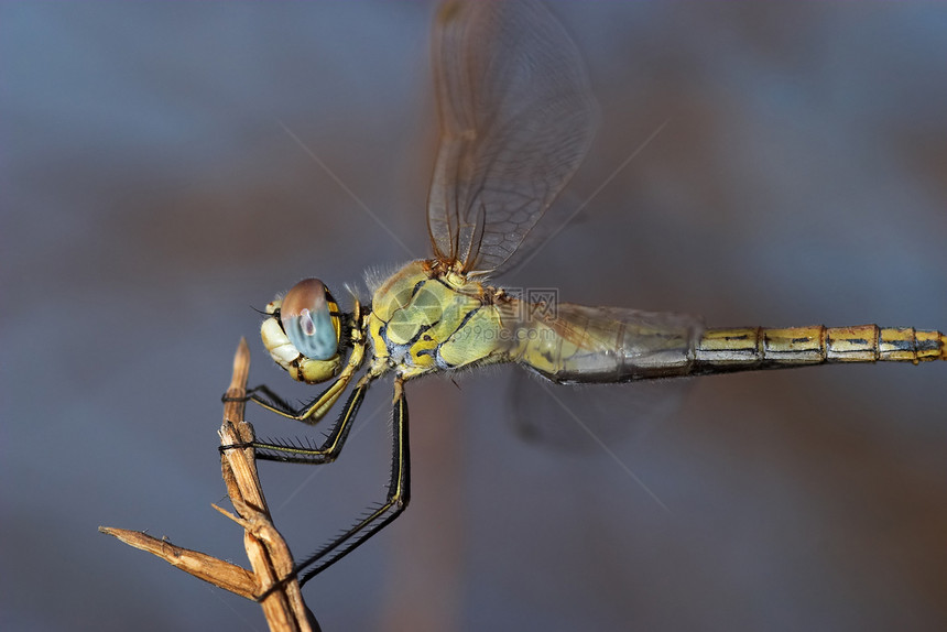 苍蝇共和性飞跃野生动物翅膀蜻蜓翅目眼睛脊椎动物飞行宏观荒野漏洞图片