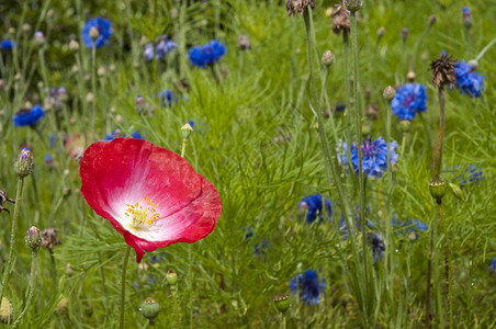 鲜花植物群红色季节绿色蓝色植物背景图片