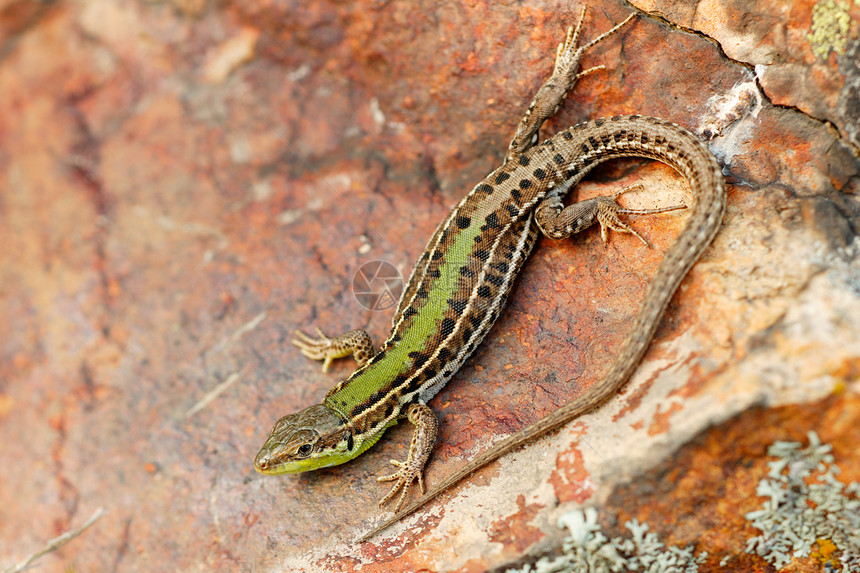 石头上的蜥蜴捕食者绿色冷血野生动物动物图片