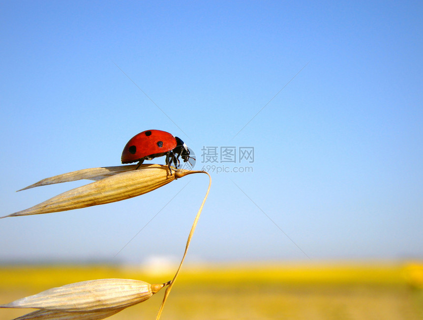 Ladybug 准备飞行图片