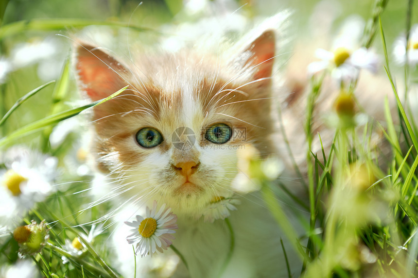 绿草小猫可爱的小猫图片