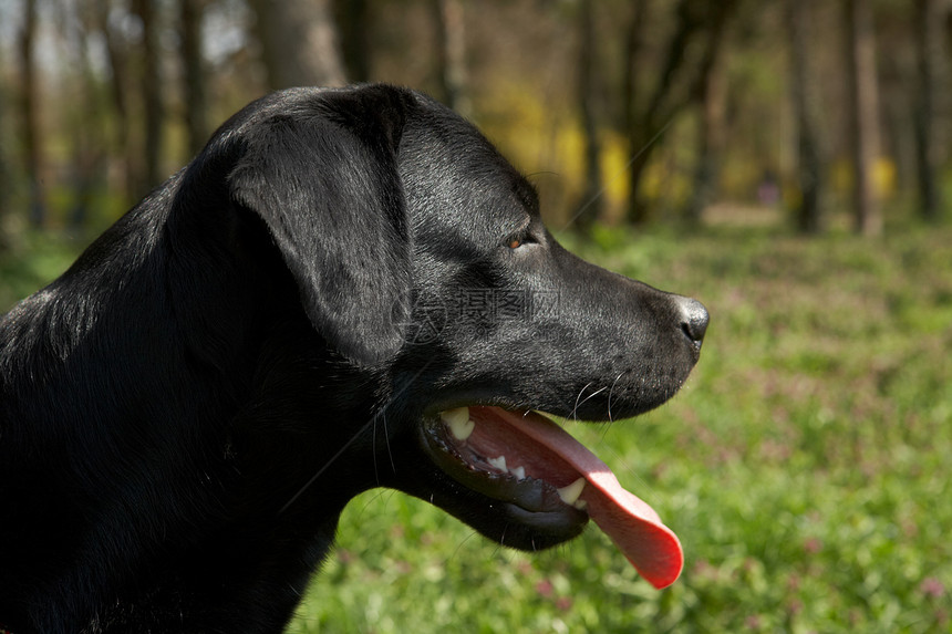 黑色拉布拉多猎犬眼睛朋友幸福舌头犬类宠物图片