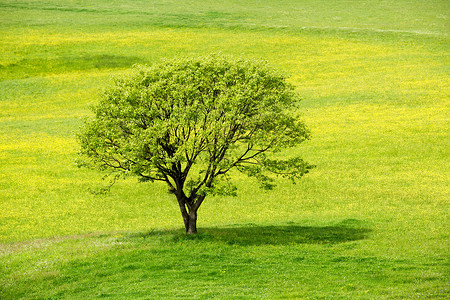 黄花草原上的春树背景图片