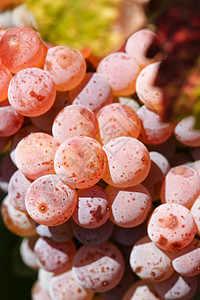 玫瑰葡萄酒厂收成地窖葡萄园藤蔓背景图片