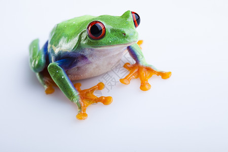 雨蛙粳树青蛙野生动物动物群身子宠物两栖绿色大眼睛树蛙宏观红色背景