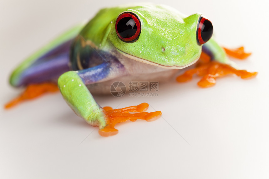 小青蛙蓝色大眼睛宏观动物群动物雨蛙身子倚靠红色绿色图片
