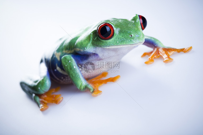 树青蛙宏观雨蛙倚靠蓝色绿色动物群大眼睛红眼睛叶蛙身子图片