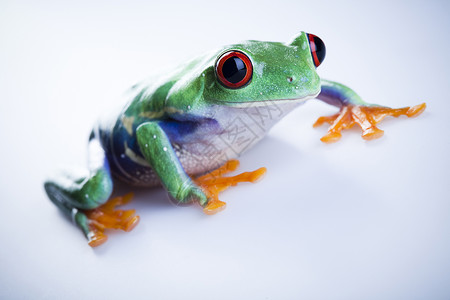 雨蛙粳树青蛙宏观雨蛙倚靠蓝色绿色动物群大眼睛红眼睛叶蛙身子背景