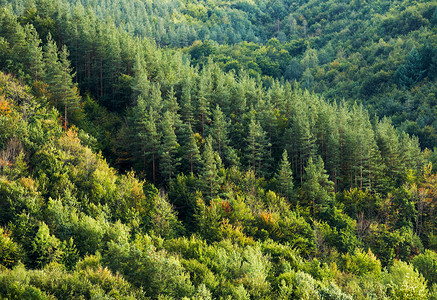 森林橡木季节日落松树背景图片