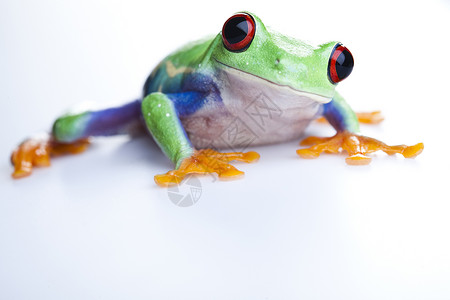 红耳蛙疯狂青蛙身子树蛙宠物雨蛙眼睛红眼睛大眼睛蓝色绿色红眼背景