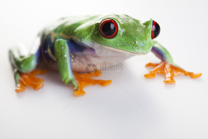 青蛙  小动物红眼雨蛙红眼睛叶蛙倚靠宏观眼睛树蛙大眼睛蓝色两栖图片
