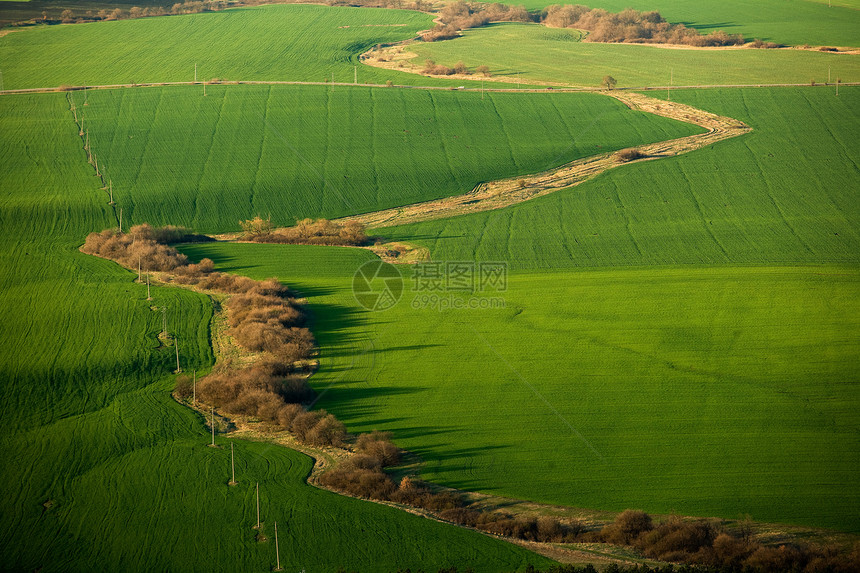 春绿玉米田地景观图片