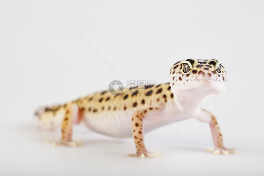 Gecko 爬动绿色荒野宏观爬行动物白色蜥蜴宠物脊椎动物叶子爬虫图片