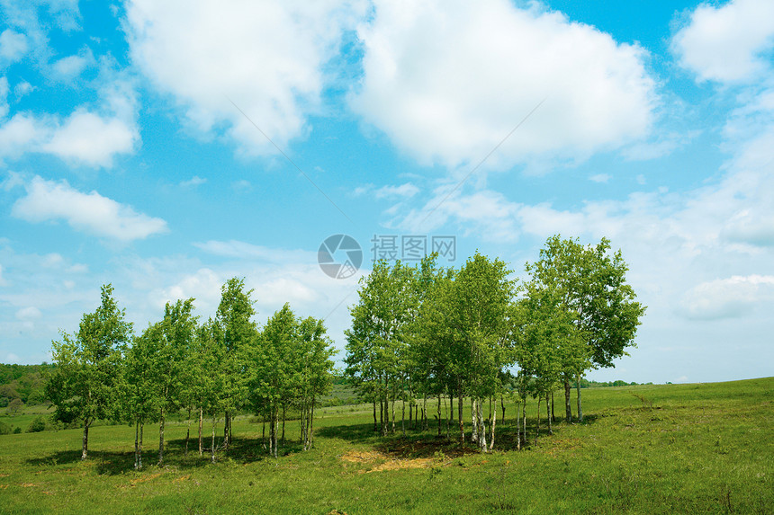 春树乡村天空环境绿色场景草地风景国家植物农村图片