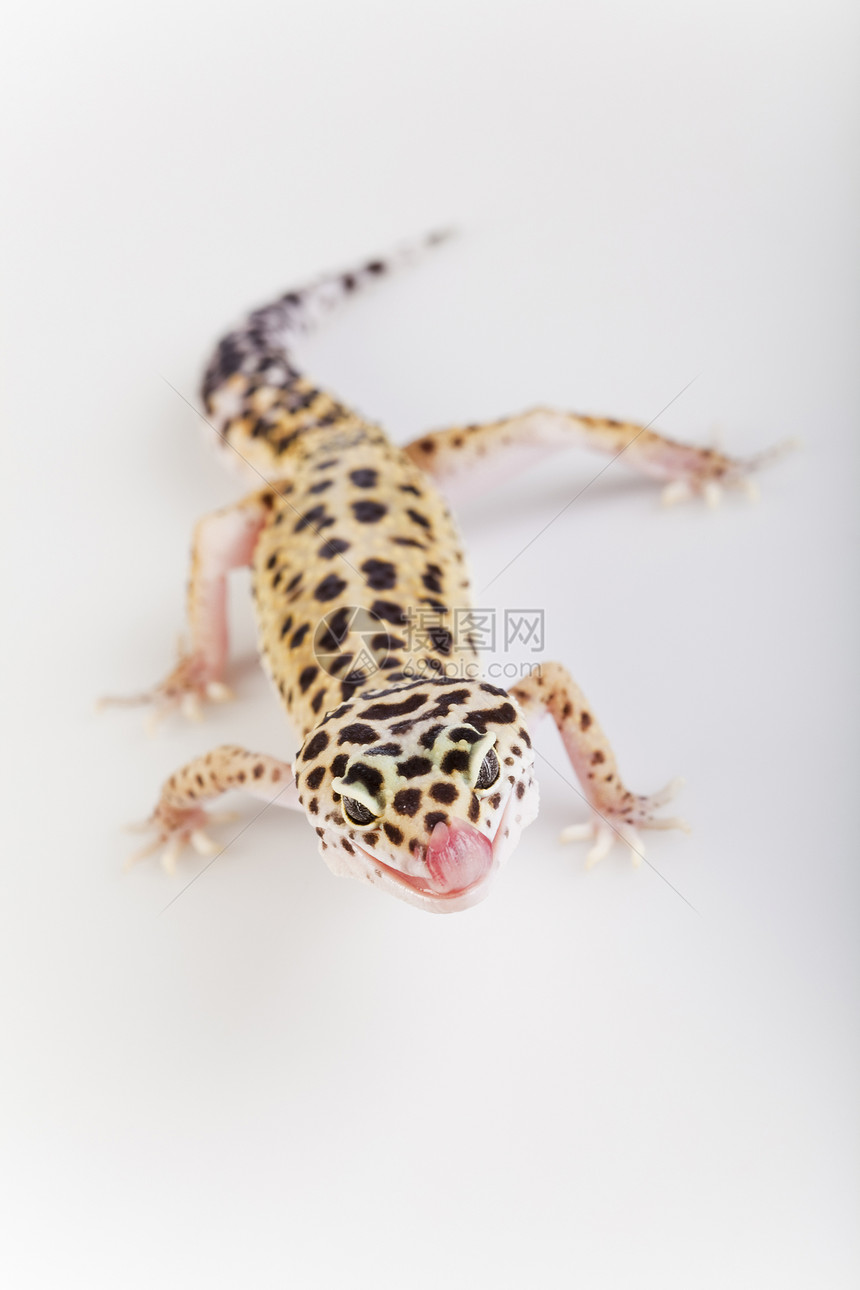 Gecko 爬动脊椎动物野生动物爬行动物蜥蜴宏观濒危宠物荒野绿色尾巴图片