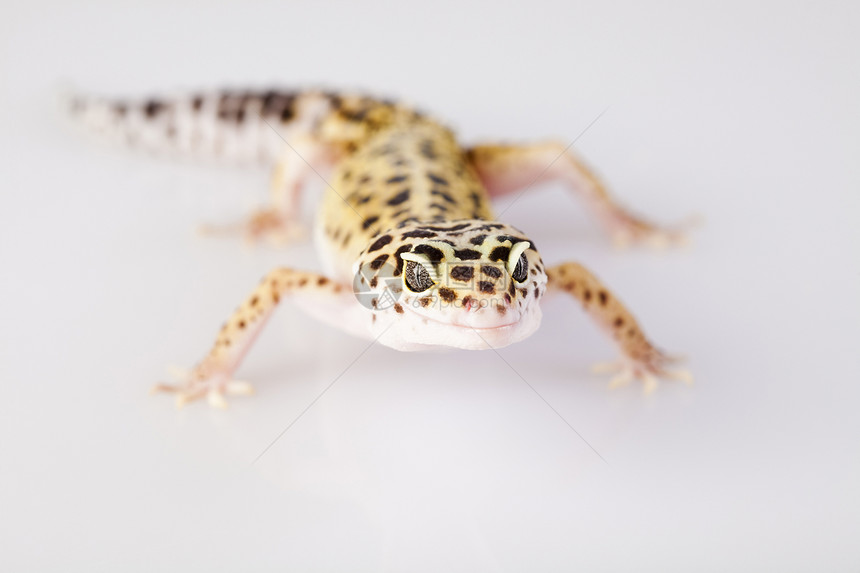 Gecko 壁岩颜料白色宏观绿色爬行动物尾巴生物荒野壁虎蜥蜴图片