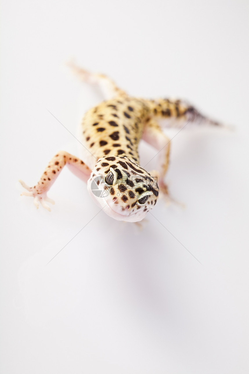 Gecko 壁岩爬虫宠物绿色蜥蜴生物颜料壁虎爬行动物野生动物眼睛图片