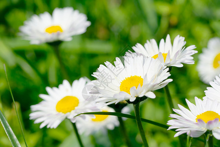 春花花风景季节香味植物花园环境草地白色雏菊场地背景图片