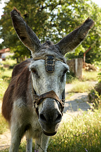 驴子肖像朋友乡村自然屁股背景图片