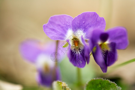 春光紫罗兰贴近背景图片