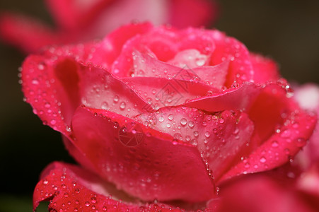 玫瑰花花红色宏观背景图片