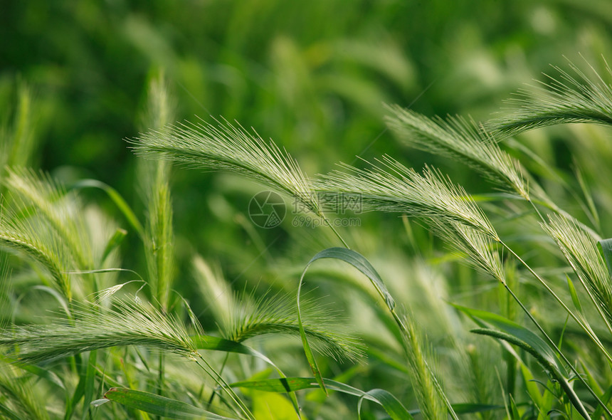 青草背景耳朵场地弹簧玉米小麦宏观图片
