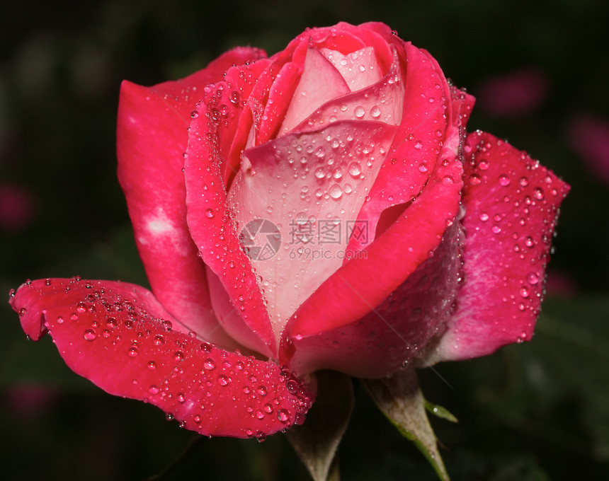 玫瑰带雨滴宏观红色图片