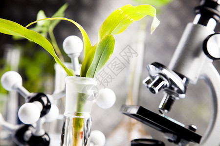 工厂和实验室生物学植物群化学生物生长测试蓝色叶子实验生态背景图片