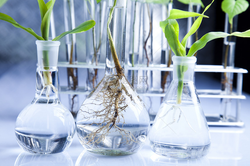 消毒条件药品化学生物学化学品杂草生物生长学习管子玻璃图片
