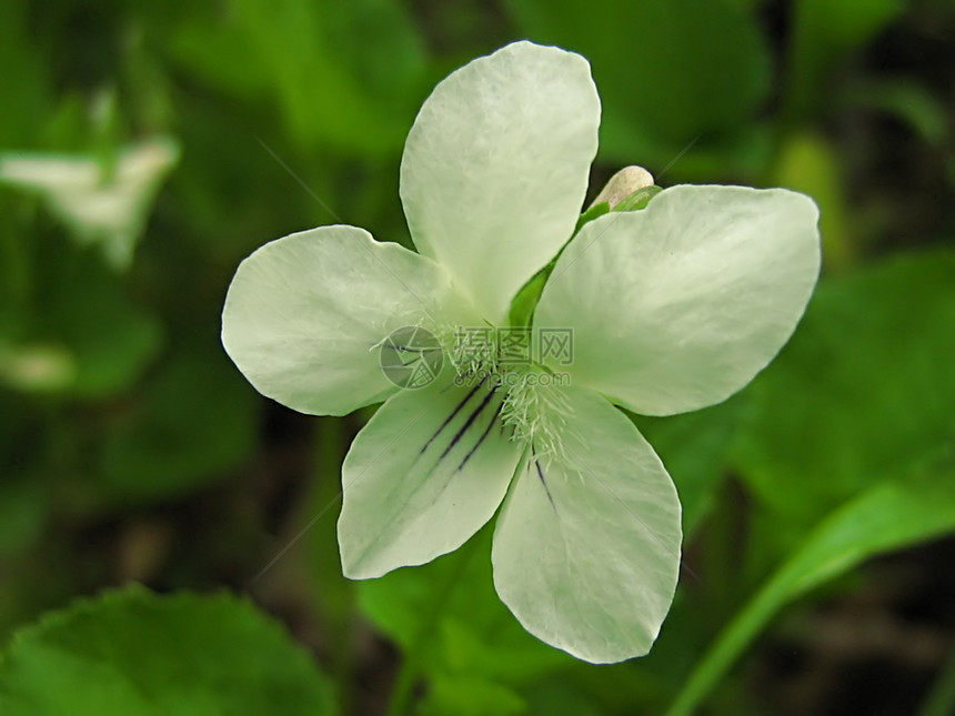 白花农村植物群园艺野花花瓣绿色植物花粉季节性季节图片