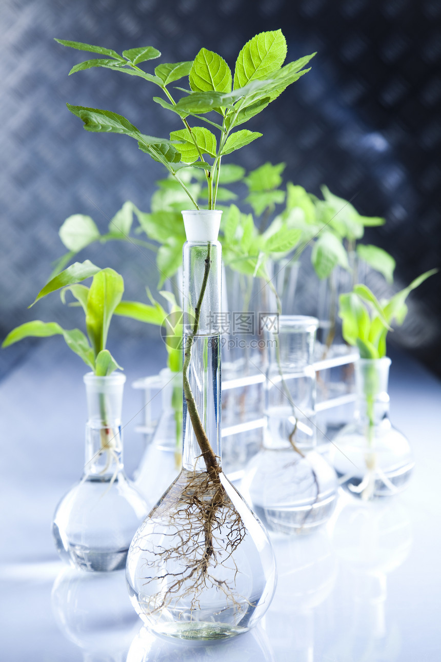 工厂和实验室工程学习杂草植物群植物叶子吸管技术玻璃管子图片
