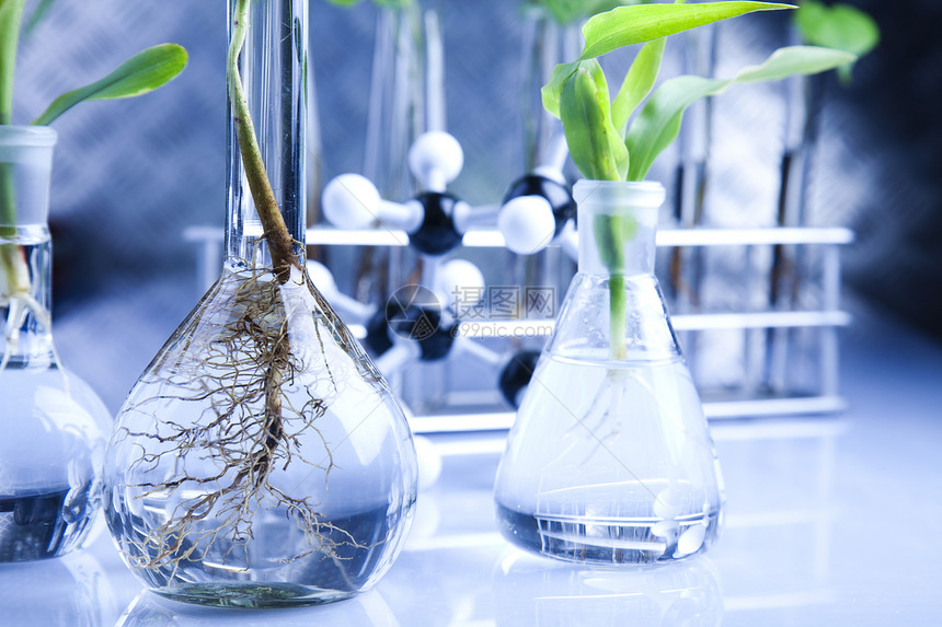 实验实验室中的植物群试验杂草药品生长学习微生物学玻璃吸管工程叶子植物图片
