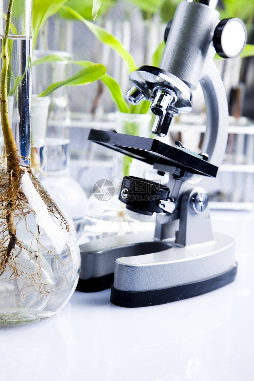 显微镜吸管工程生物测试杂草科学植物实验室玻璃化学图片
