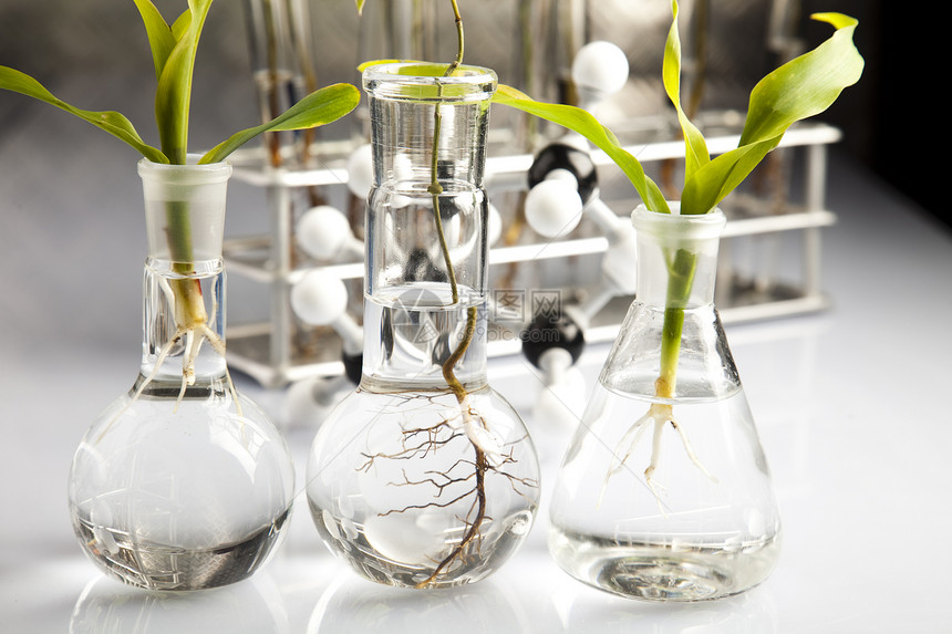 实验实验室中的植物群试验学习杂草生物技术蓝色叶子药品管子玻璃化学品图片