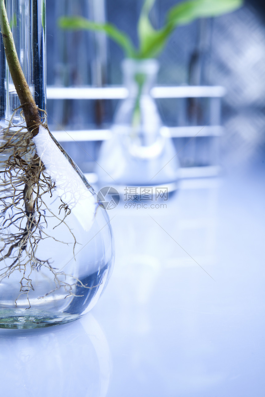 实验室玻璃玻璃工程化学品生物技术植物叶子蓝色吸管生长实验图片