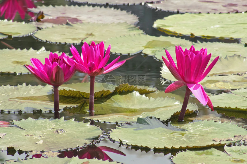 粉红水百合反射树叶植物学荷花植物宏观粉色植物群图片