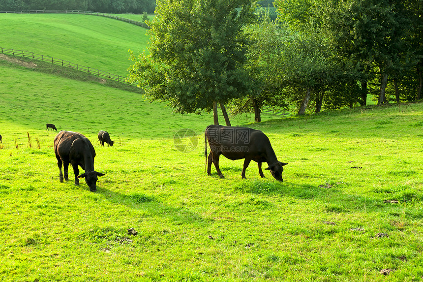 牛群在绿草地上放牧图片
