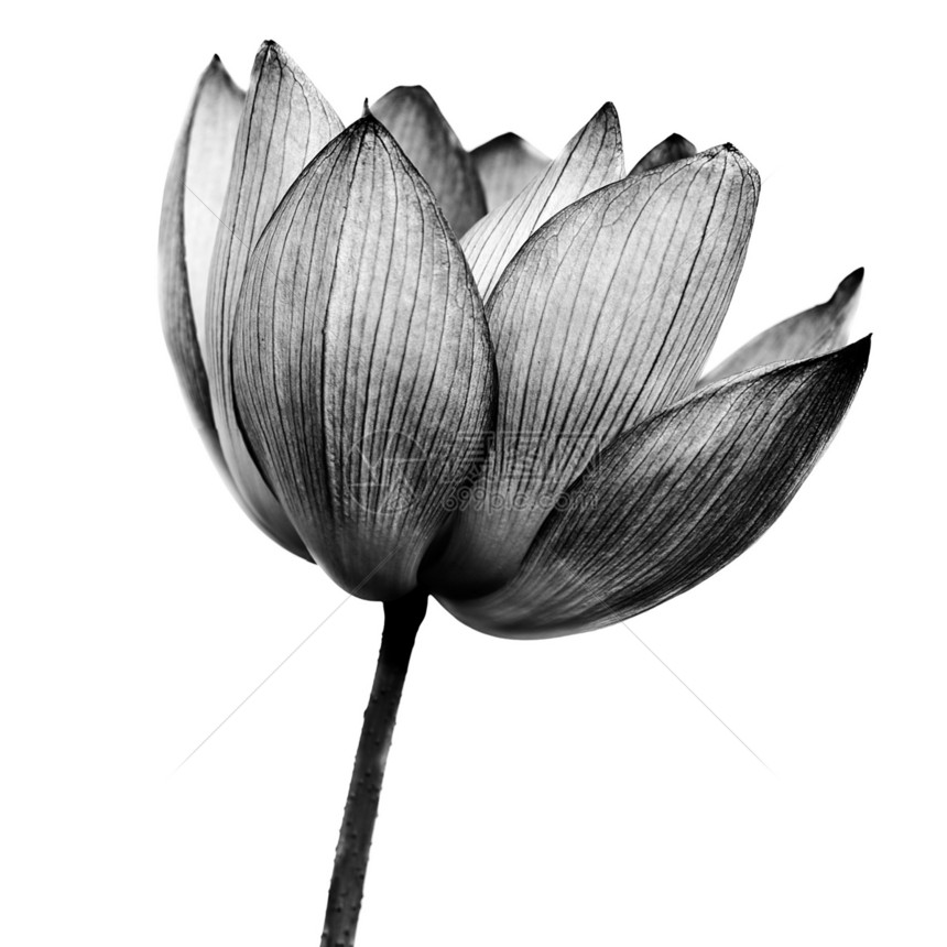 莲体瑜伽花瓣花园植物装饰品叶子精神环境植物群冥想图片
