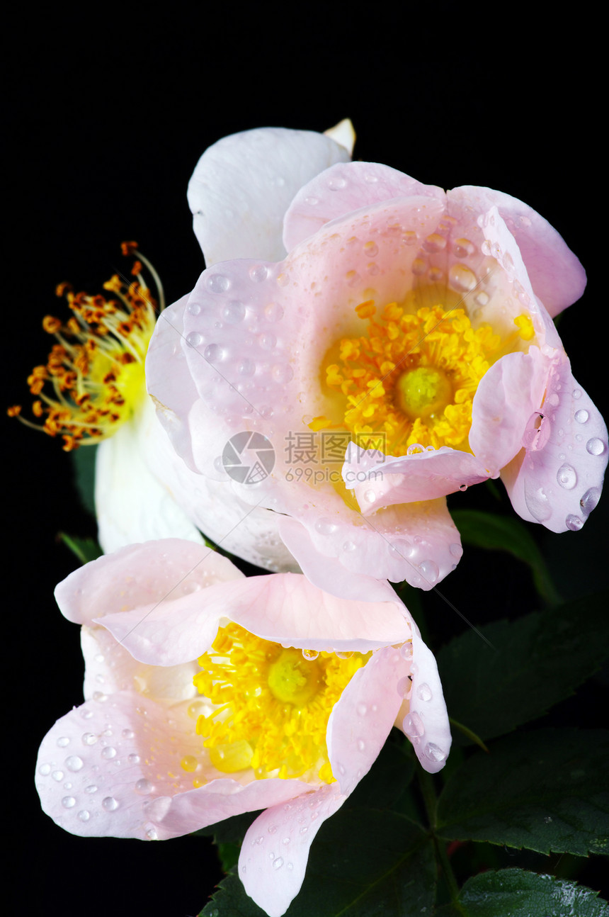 粉红的花朵 黑底带水分的狗玫瑰叶子宏观美丽雌蕊园艺荒野生活衬套阳光植物学图片