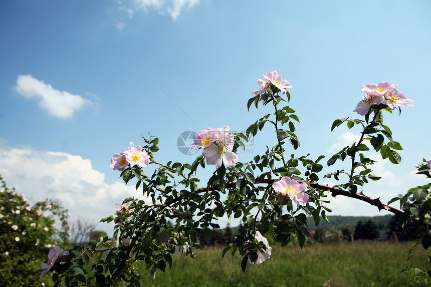 野生鲜花蓝色玫瑰荒野天空草地衬套花园野花分支机构国家图片