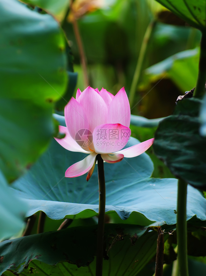 莲体睡莲女孩荷叶荷花池莲藕图片