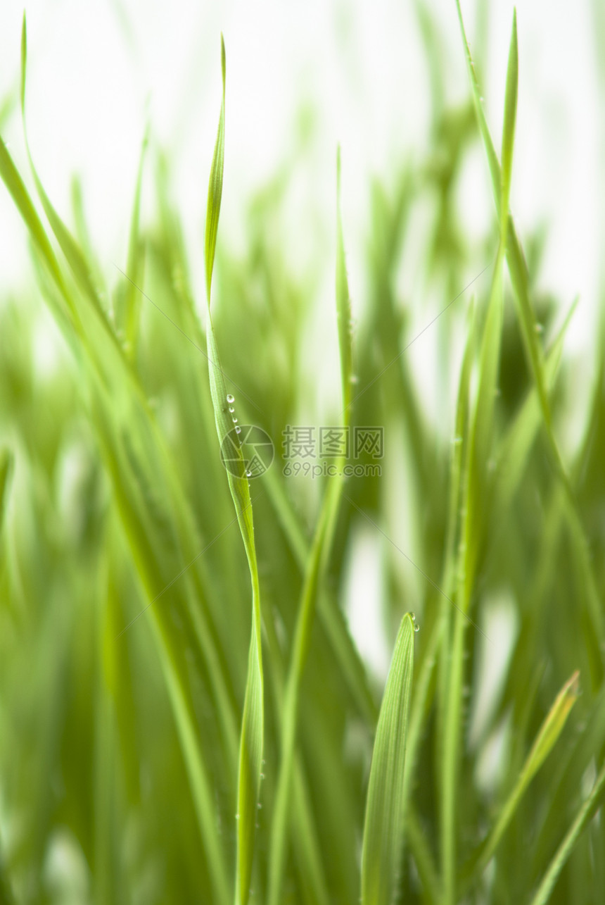 绿绿草农场足球牧场季节墙纸植物场地院子草原生长图片