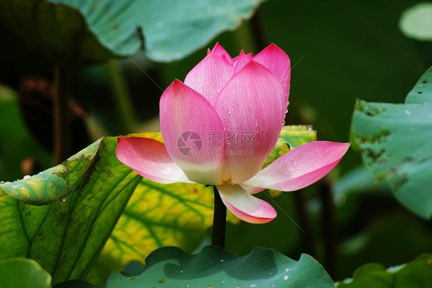 莲体荷叶荷花池睡莲莲藕女孩图片