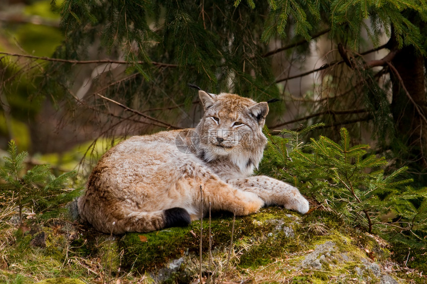 欧洲 Lynx动物园动物哺乳动物猎人捕食者食肉荒野野生动物图片