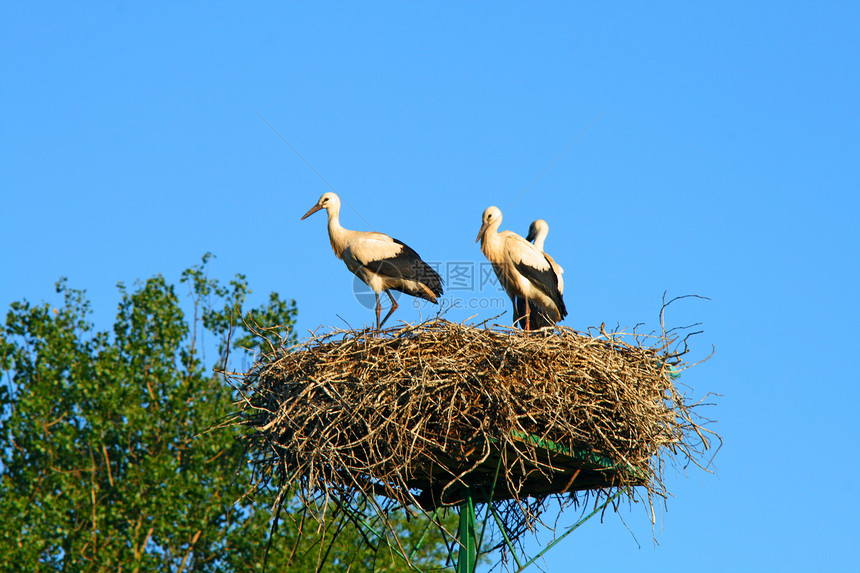 巢中斯托克家族移民天空飞行小屋保姆抛光忠诚托儿所迁移风景图片