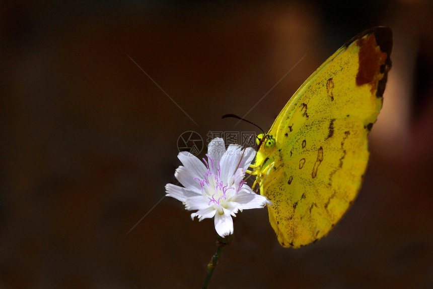 花上的蝴蝶花瓣黄色白色翅膀昆虫黑色图片