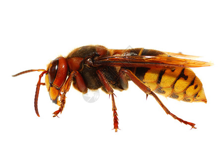 黄蜂动物翅膀白色主题昆虫动物学宏观背景图片