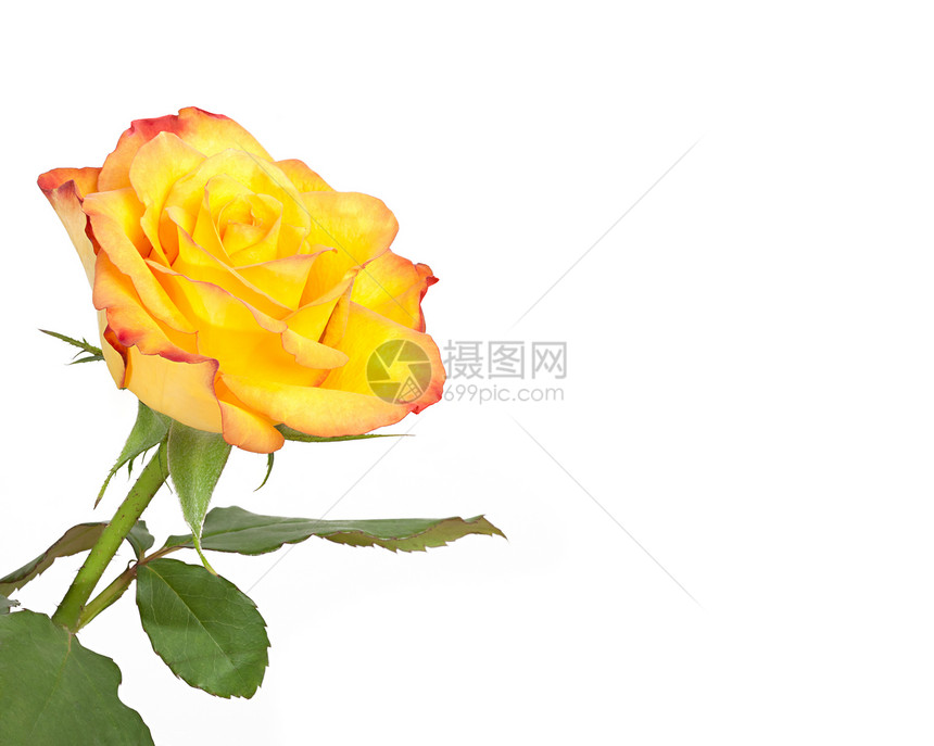 黄玫瑰庆典花瓣花园植物约会玫瑰橙子宏观叶子框架图片