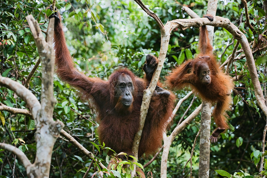 母猩猩 与孩子 在树枝的树枝图片